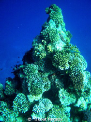 Tabel coral by Yakout Hegazy 